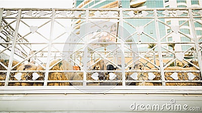 Bunch of goats on a truck Stock Photo