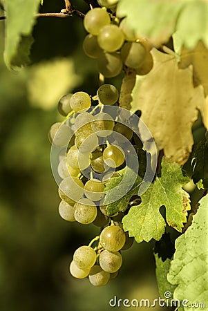 Bunch of grapes Stock Photo