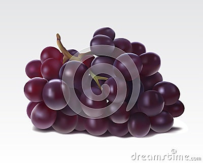 Bunch of grapes Vector Illustration