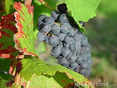 Bunch of grapes Stock Photo