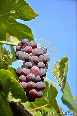 Bunch of grapes Stock Photo