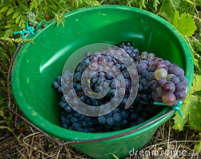 Bunch of grapes in green bucket Stock Photo