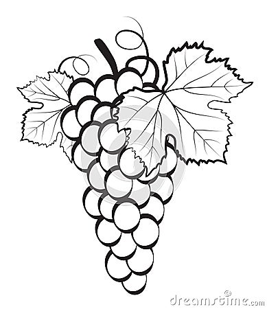 Bunch of grapes Vector Illustration