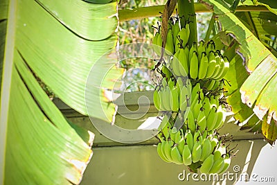 A bunch of green banana in the backyard. Stock Photo