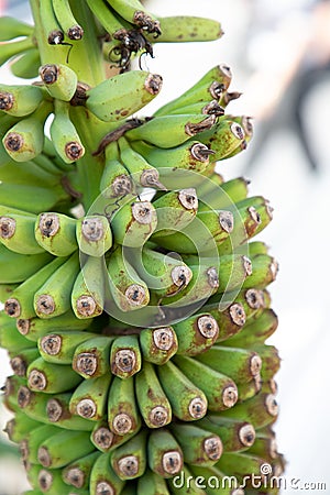 Bunch of green bananas hanging from a palmtree Stock Photo