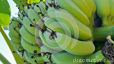 A bunch of green bananas have a lot of fruit, taking close-up shots. Stock Photo