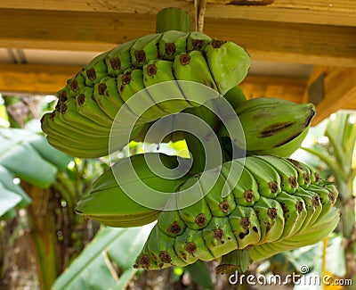 Bunch of green bananas Stock Photo