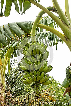 Bunch of Green bananas. View of beautiful bananas in the garden in the morning on the banana tree Stock Photo