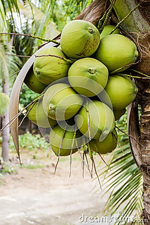 Bunch Green coconut fruit on tree. Stock Photo