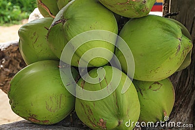 Bunch of green coconuts, Boracay Island, Philippines Stock Photo