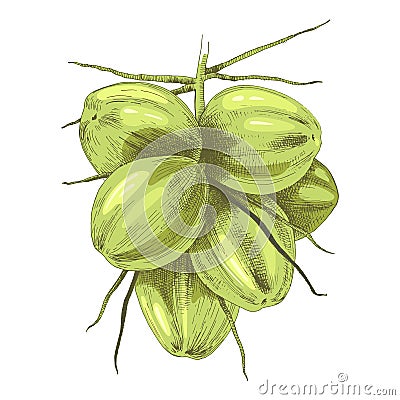 Bunch of green coconuts Vector Illustration