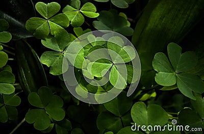 Green shiny clovers Stock Photo