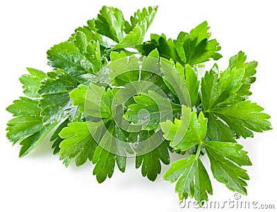 Bunch of green coriander Stock Photo