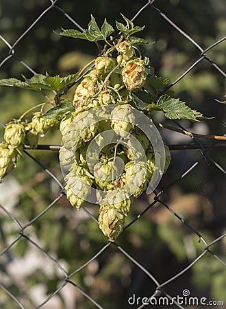 A bunch of green fragrant hops growing on the fence Stock Photo