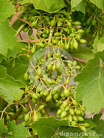 Bunch of green grapes growing on the grape vines Stock Photo