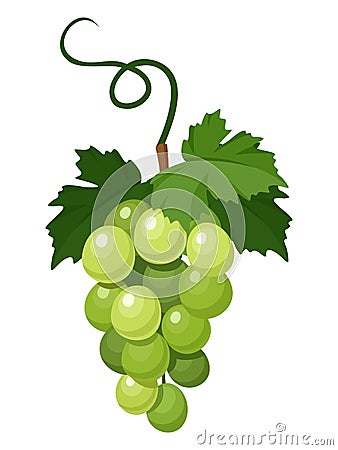 Bunch of green grapes. Vector Illustration