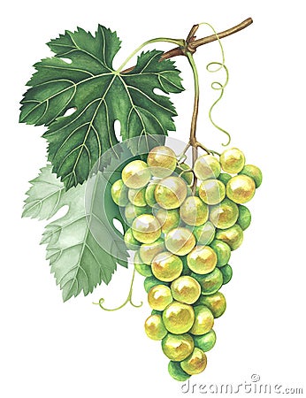 Bunch of green grapes isolated on white background. Hand drawn watercolor illustration. Cartoon Illustration