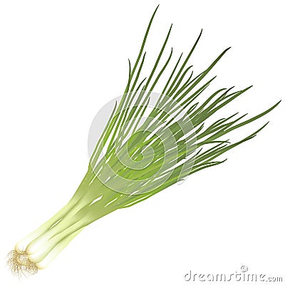 Bunch green onions with roots Vector Illustration