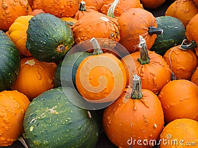 Bunch of green and orange pumpkins stocked up in a spacy container Stock Photo