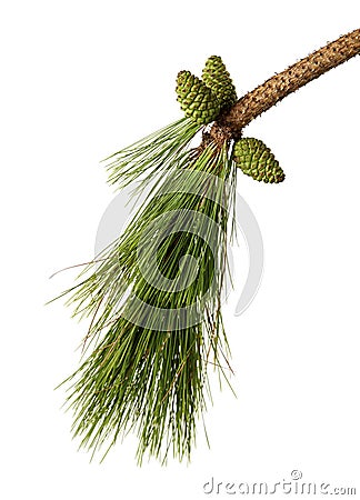 Bunch of Green pine cones with leaves isolated on white background Stock Photo