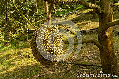 Bunch of green shape spink skin of Durain fruits on the trees plant in agriculture field Stock Photo