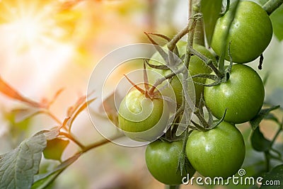 bunch green tomatoes growing in the greenhouse. unripe tomatoes hanging on a branch Stock Photo