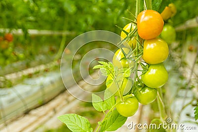 Bunch of green tomatoes ripening in Greenhouse Stock Photo