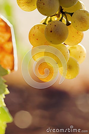 Detail of ripening grapes Stock Photo