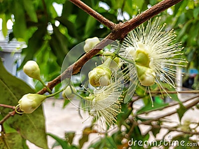 bunch of guava pistils on a tree against a blurred background. Its Latin name is syzygium aqueum. Pistil guava fruit Stock Photo