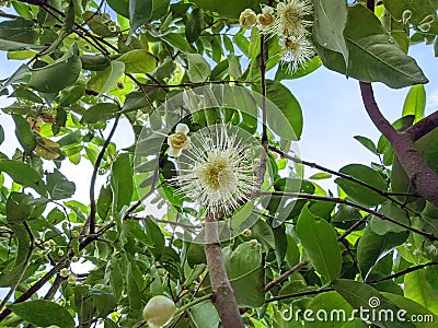 A bunch of guava tree flowers. Stock Photo