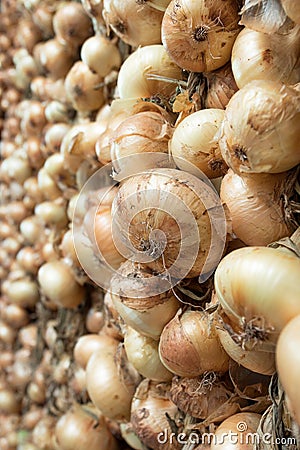 Bunch of hanging onions Stock Photo