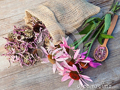 bunch of healing coneflowers and sack with dried echinacea flowers on wooden plank Stock Photo