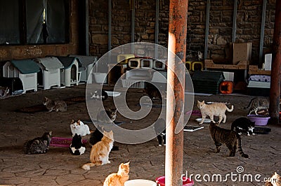 Bunch of homeless cats eating at animal shelter Stock Photo