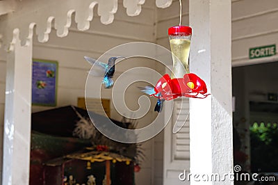 A bunch of hummingbirds Stock Photo