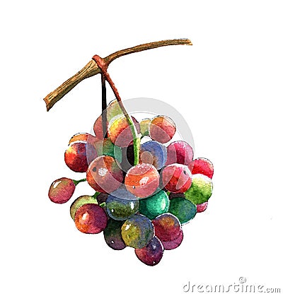 A bunch of juicy, bright grapes isolated on a white background. Cartoon Illustration