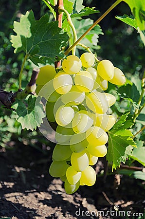 Bunch of large grapes of white varieties on the vine. Grade White Delight. Stock Photo