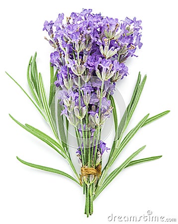 Bunch of lavandula or lavender flowers isolated on white background Stock Photo
