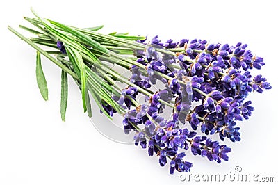 Bunch of lavandula or lavender flowers on white background Stock Photo