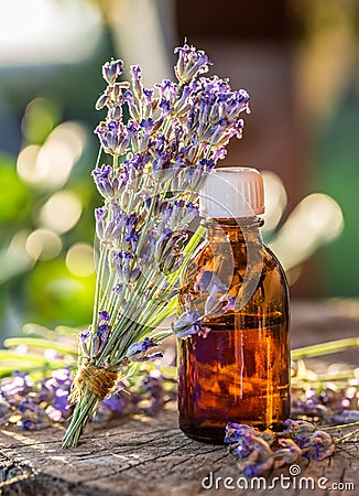 Bunch of lavandula or lavender flowers and oil bottle are on the Stock Photo