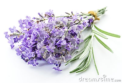 Bunch of lavandula or lavender flowers on white backgro Stock Photo