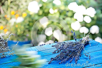Bunch of lavender Stock Photo