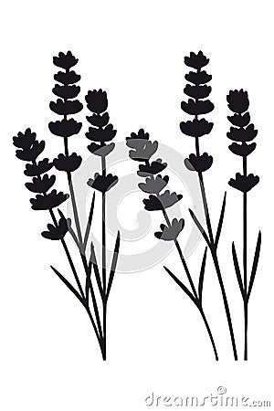 Bunch of lavender flowers and lavender flowers separated - black silhouette Vector Illustration