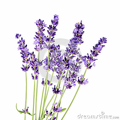 Bunch of lavender flowers on white background Stock Photo