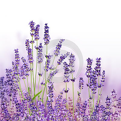 Bunch of lavender flowers on white background Stock Photo