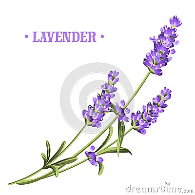 Bunch of lavender. Vector Illustration