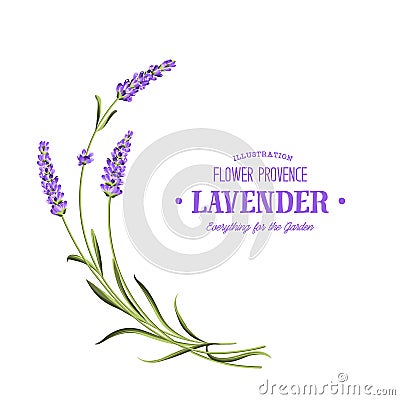 Bunch of lavender. Vector Illustration