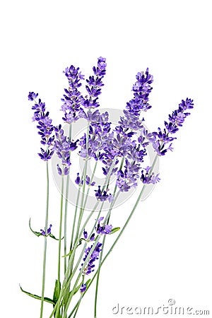 Bunch of lavender flowers on white background Stock Photo