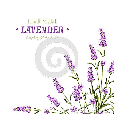 Bunch of lavender flowers. Vector Illustration