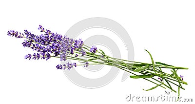 Bunch of lavender flowers on white background Stock Photo