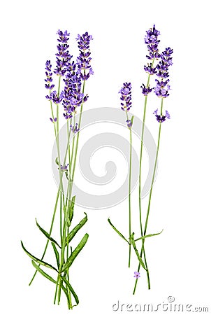 Bunch of lavender flowers on white background Stock Photo